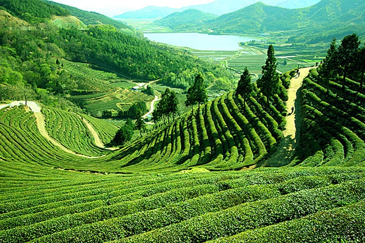 Darjeeling tea hills