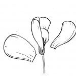 fleurs en papier crepon: coller pétale